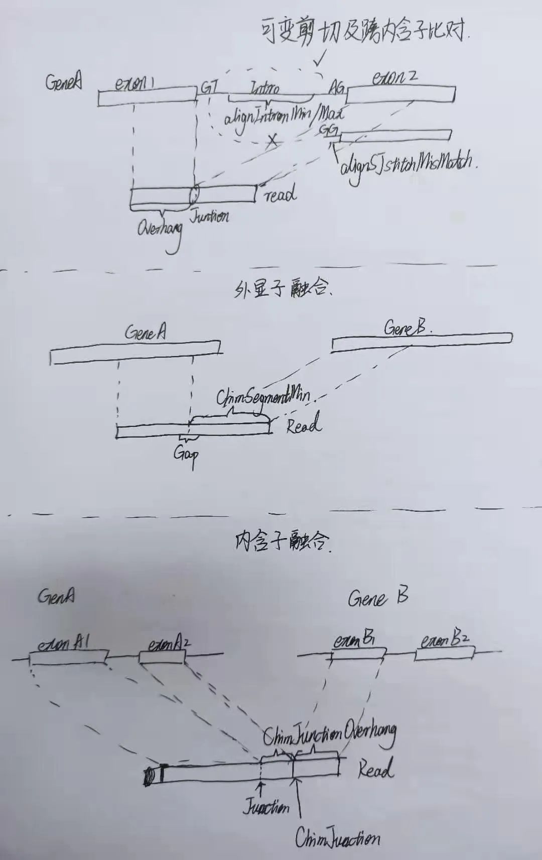 dnastar序列比对_STAR软件安装与配置_基因组索引构建参数