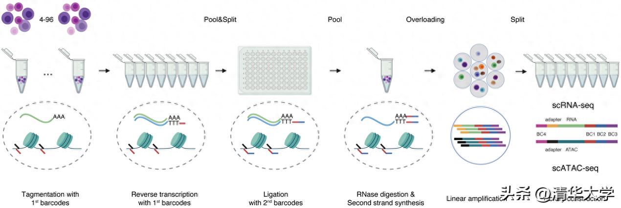 单细胞多组学测序技术_dnastar lasergene_Parallel-seq