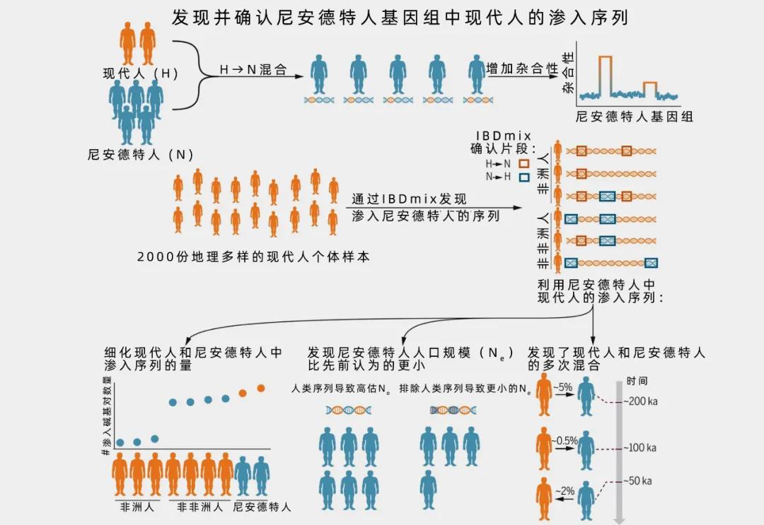 尼安德特人与现代人类杂交研究_dnastar lasergene_尼安德特人基因渗入序列