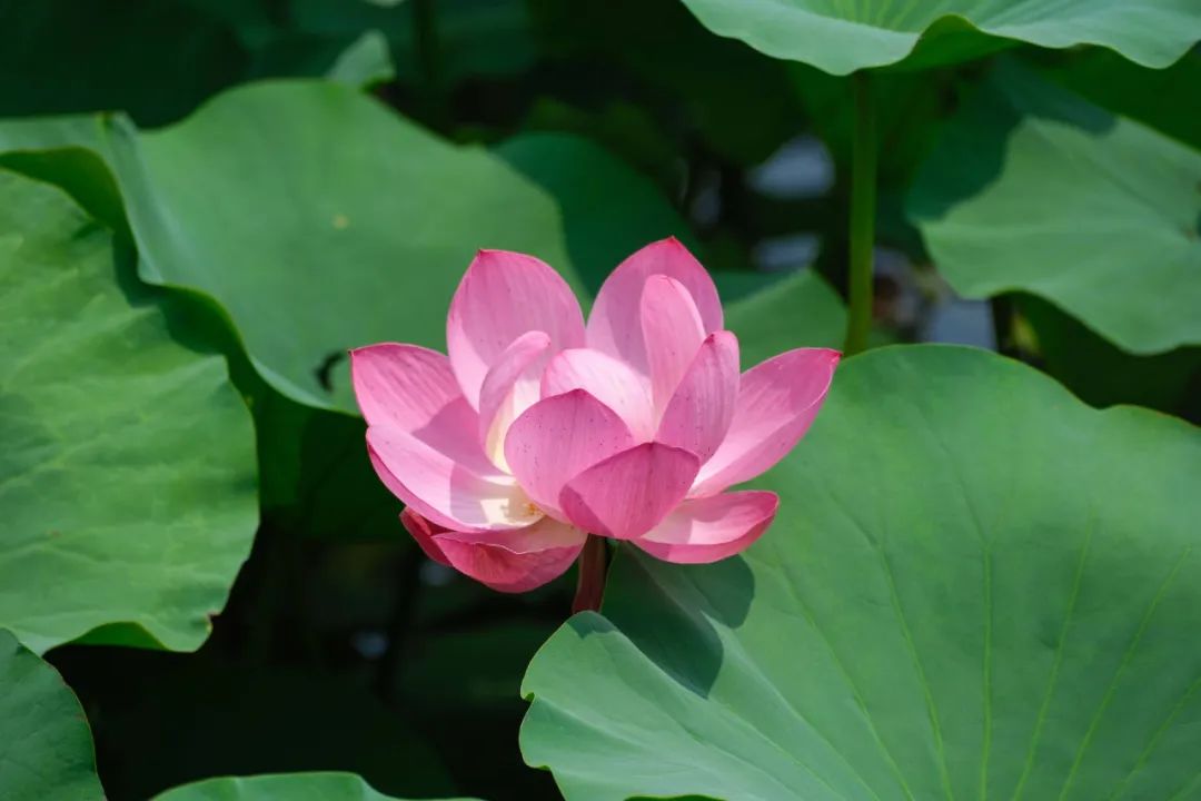 招聘_高温天气招聘信息_江苏省事业单位招聘卫生专业技术人员