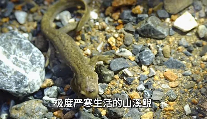 极致纯电音抖音__携带电兽2来音自然进化