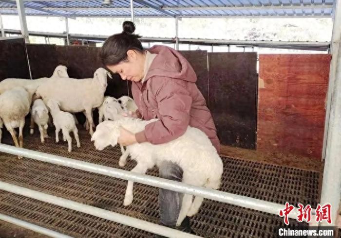 生态庆元湖羊认养活动_庆元兼职_庆元县湖羊养殖项目